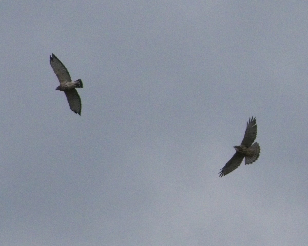 Broad-winged Hawk - ML640842614