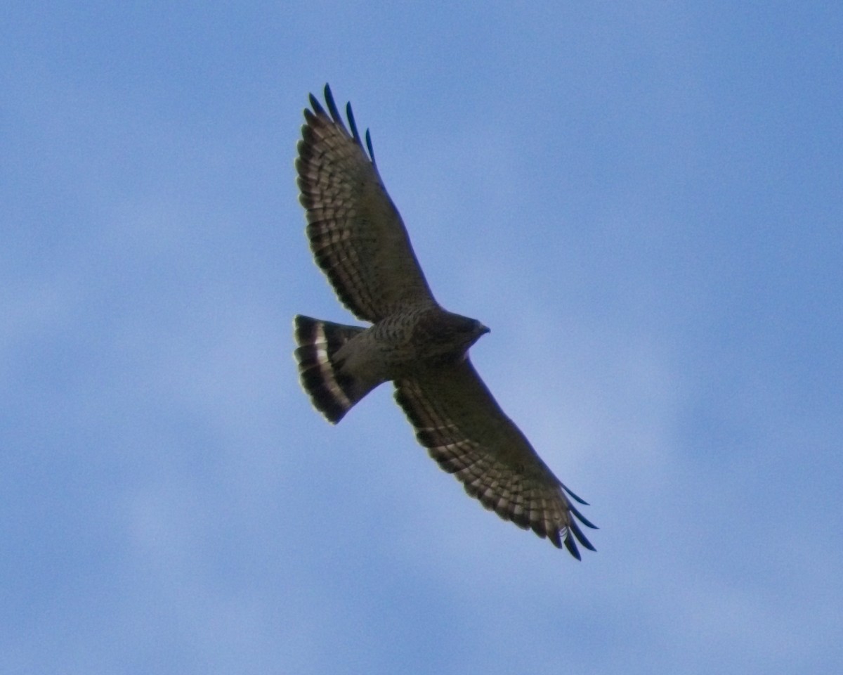 Broad-winged Hawk - ML640842615