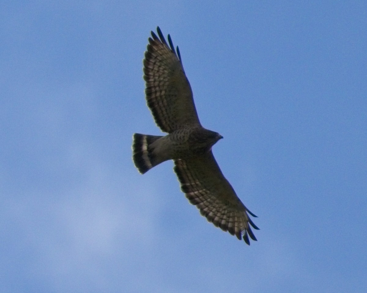 Broad-winged Hawk - ML640842616
