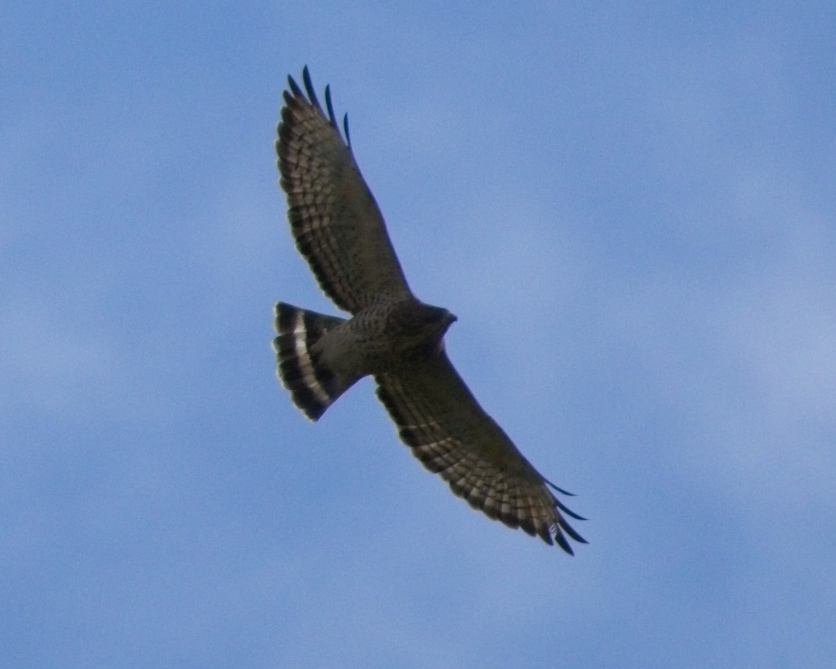 Broad-winged Hawk - ML640842617