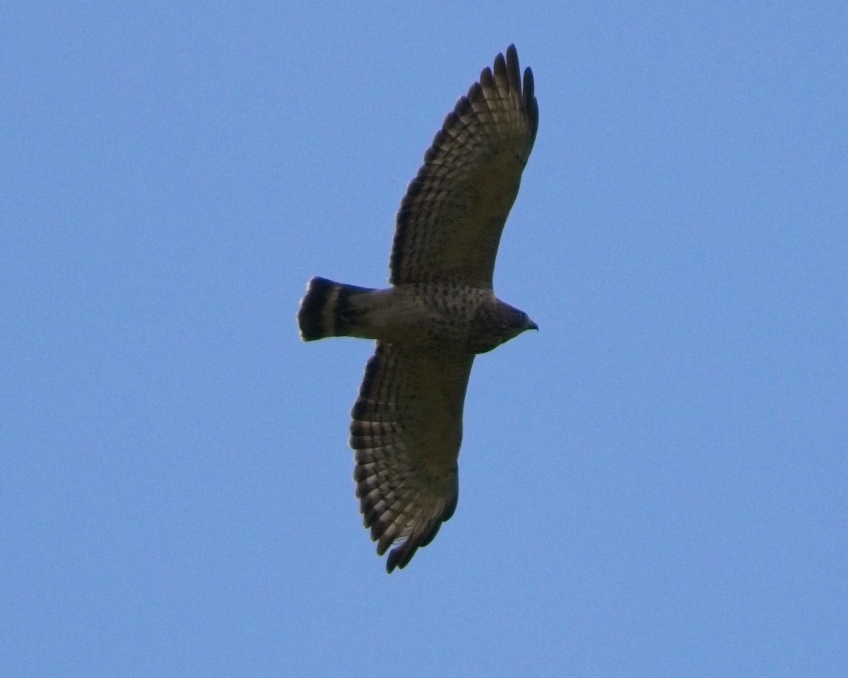 Broad-winged Hawk - ML640842618