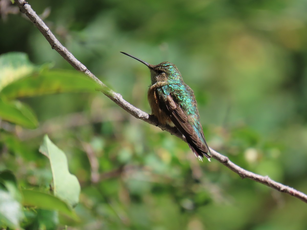 Broad-tailed Hummingbird - ML640842641