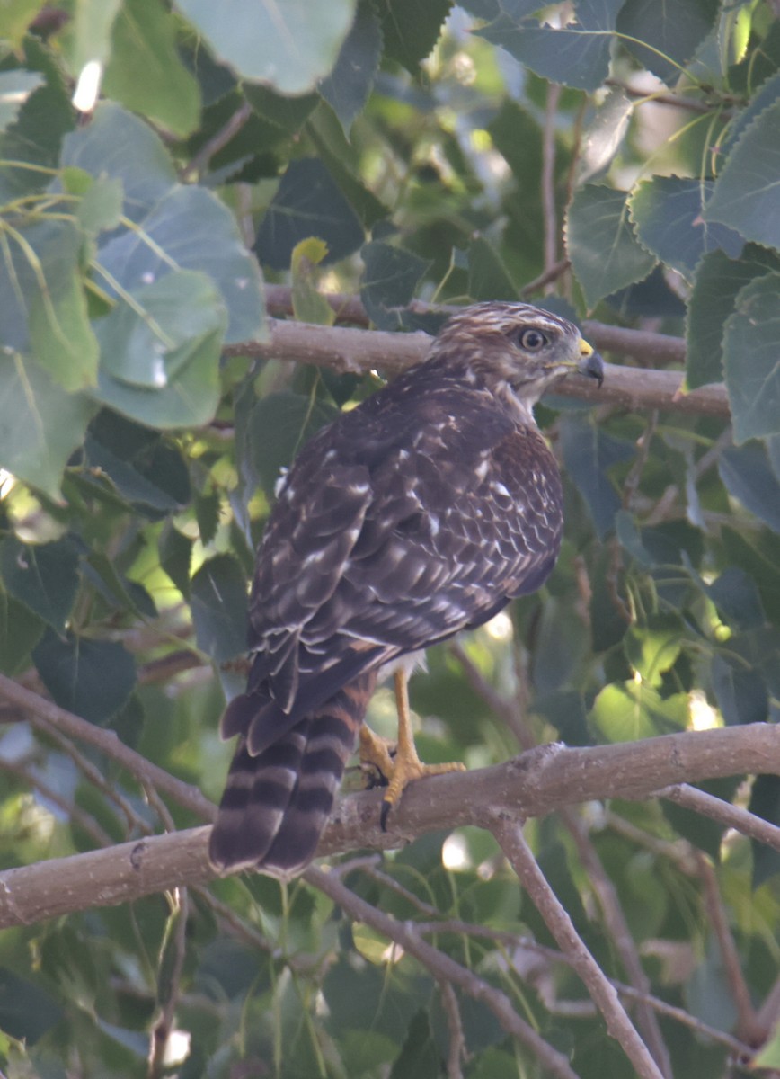 Broad-winged Hawk - ML640842653