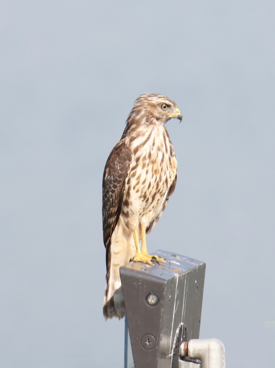 Broad-winged Hawk - ML640842654
