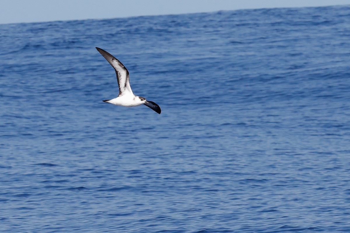 Black-capped Petrel (White-faced) - ML640842673