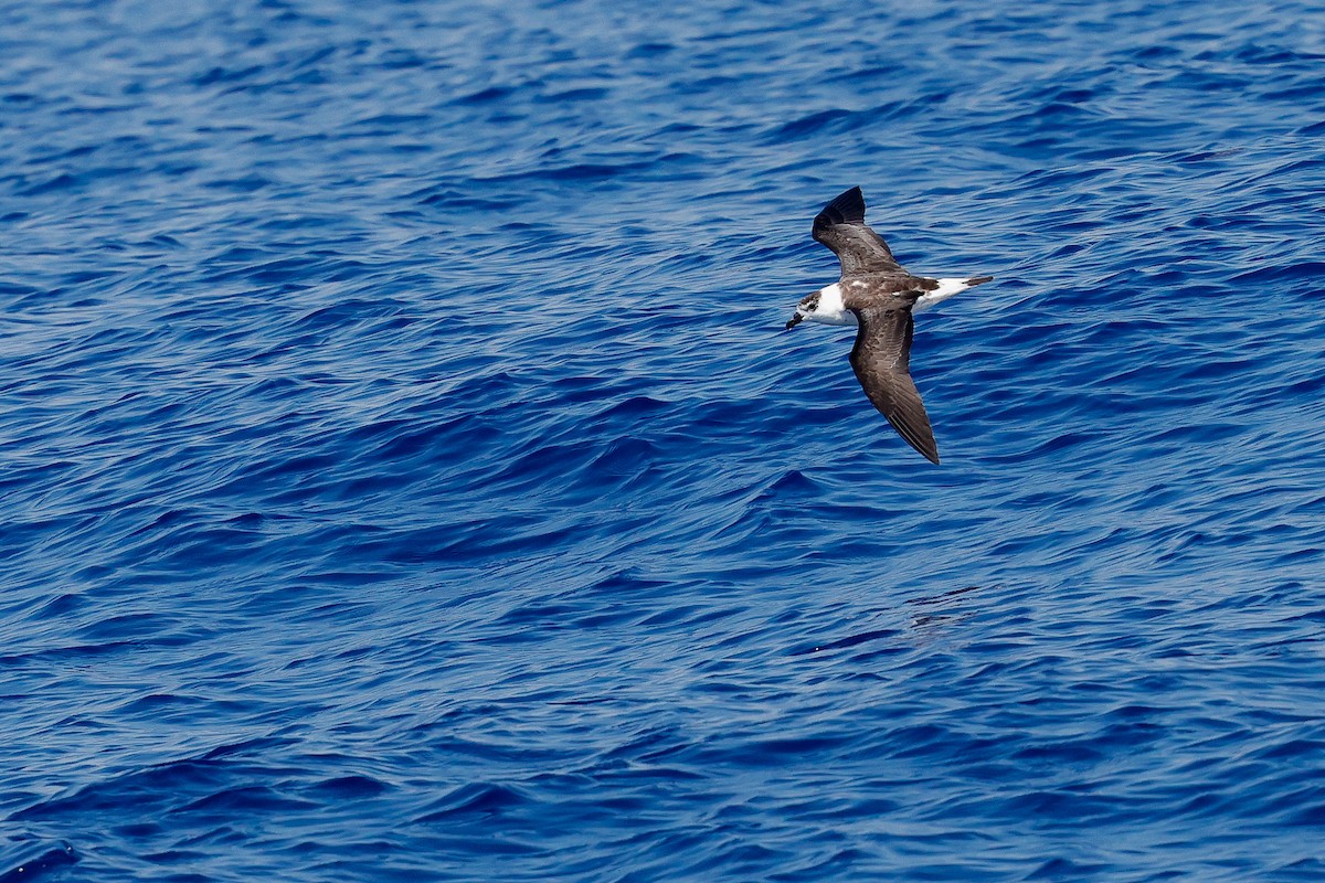Black-capped Petrel (White-faced) - ML640842674