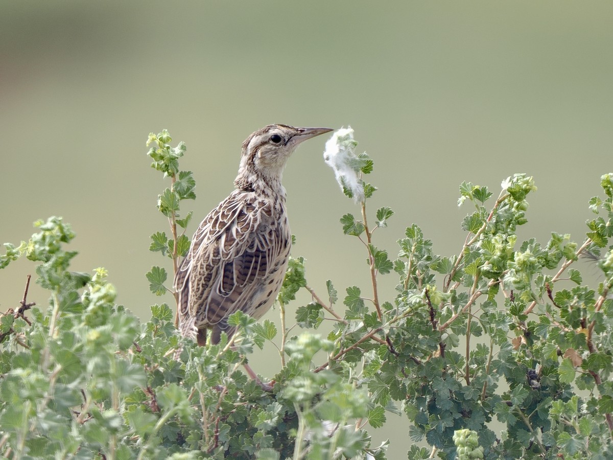 Chihuahuan Meadowlark - ML640842680