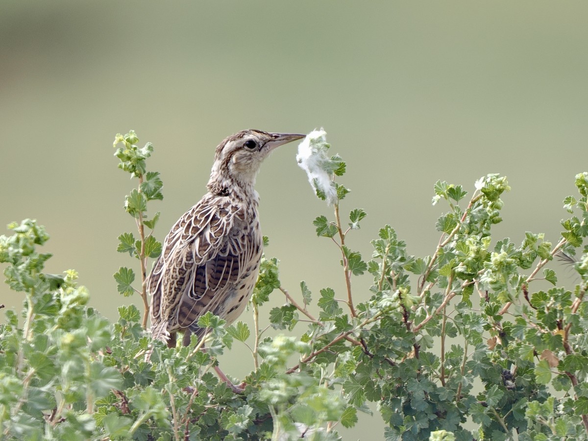 Chihuahuan Meadowlark - ML640842681