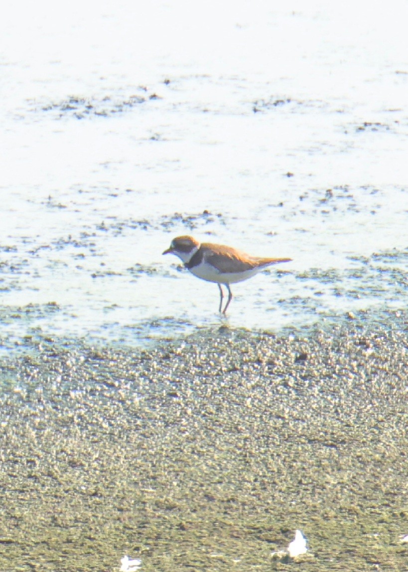 Semipalmated Plover - ML640842682