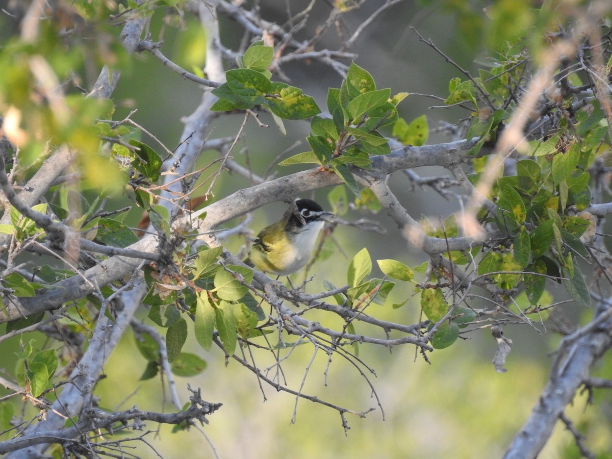 Black-capped Vireo - ML640842684