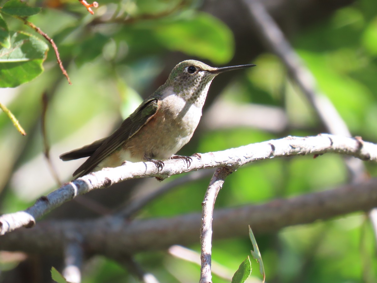 Broad-tailed Hummingbird - ML640842685