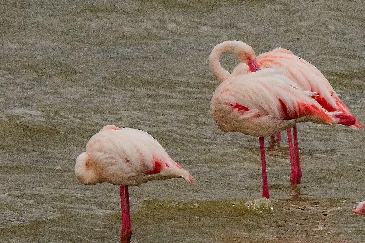 Greater Flamingo - ML640842688