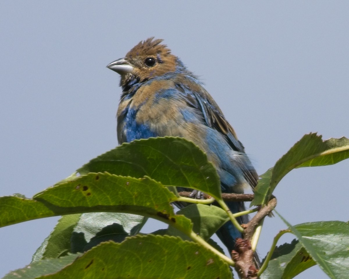 Indigo Bunting - ML640842714