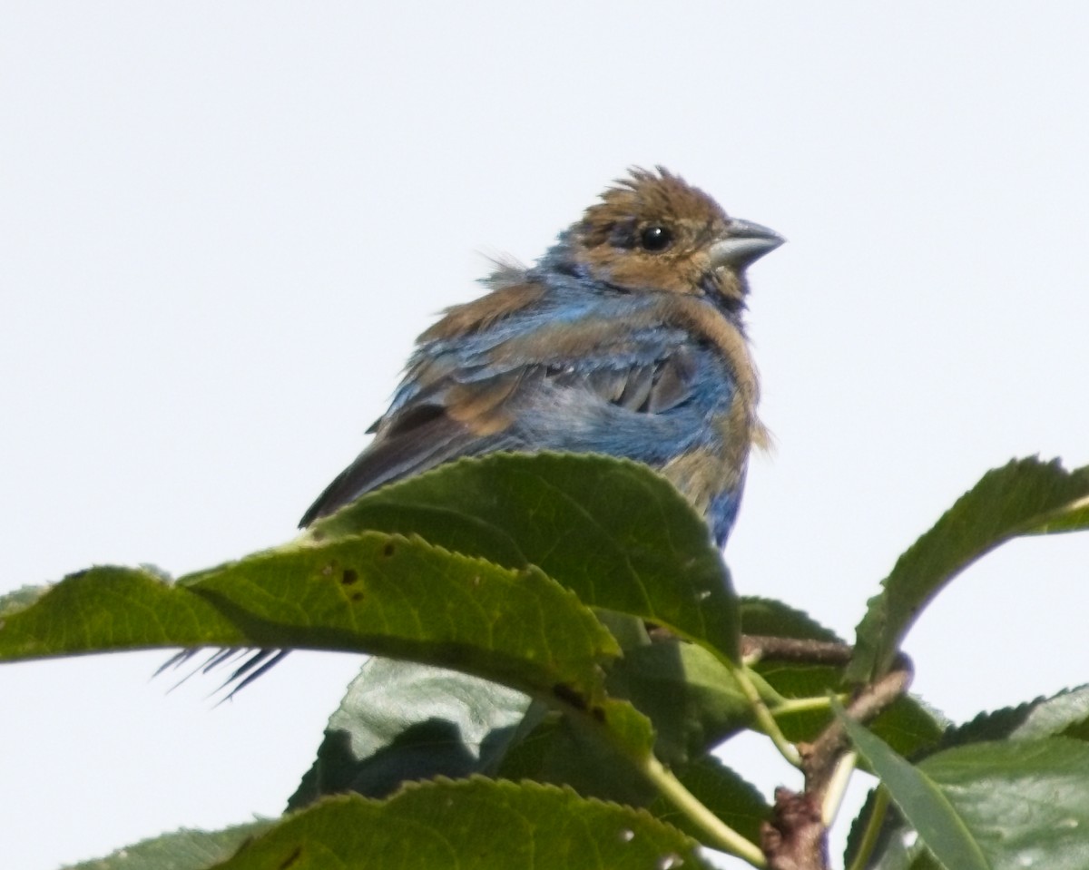Indigo Bunting - ML640842715
