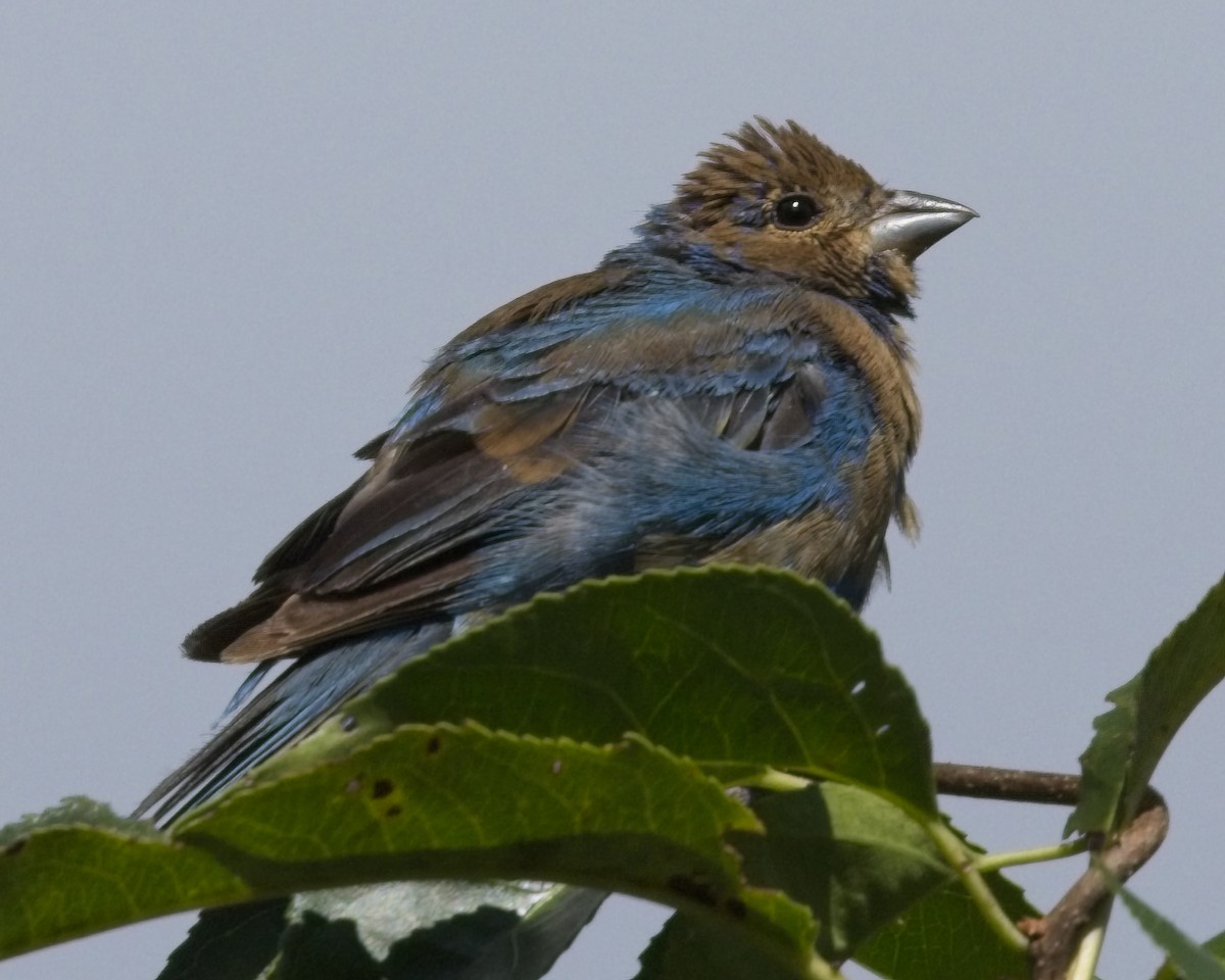 Indigo Bunting - ML640842716