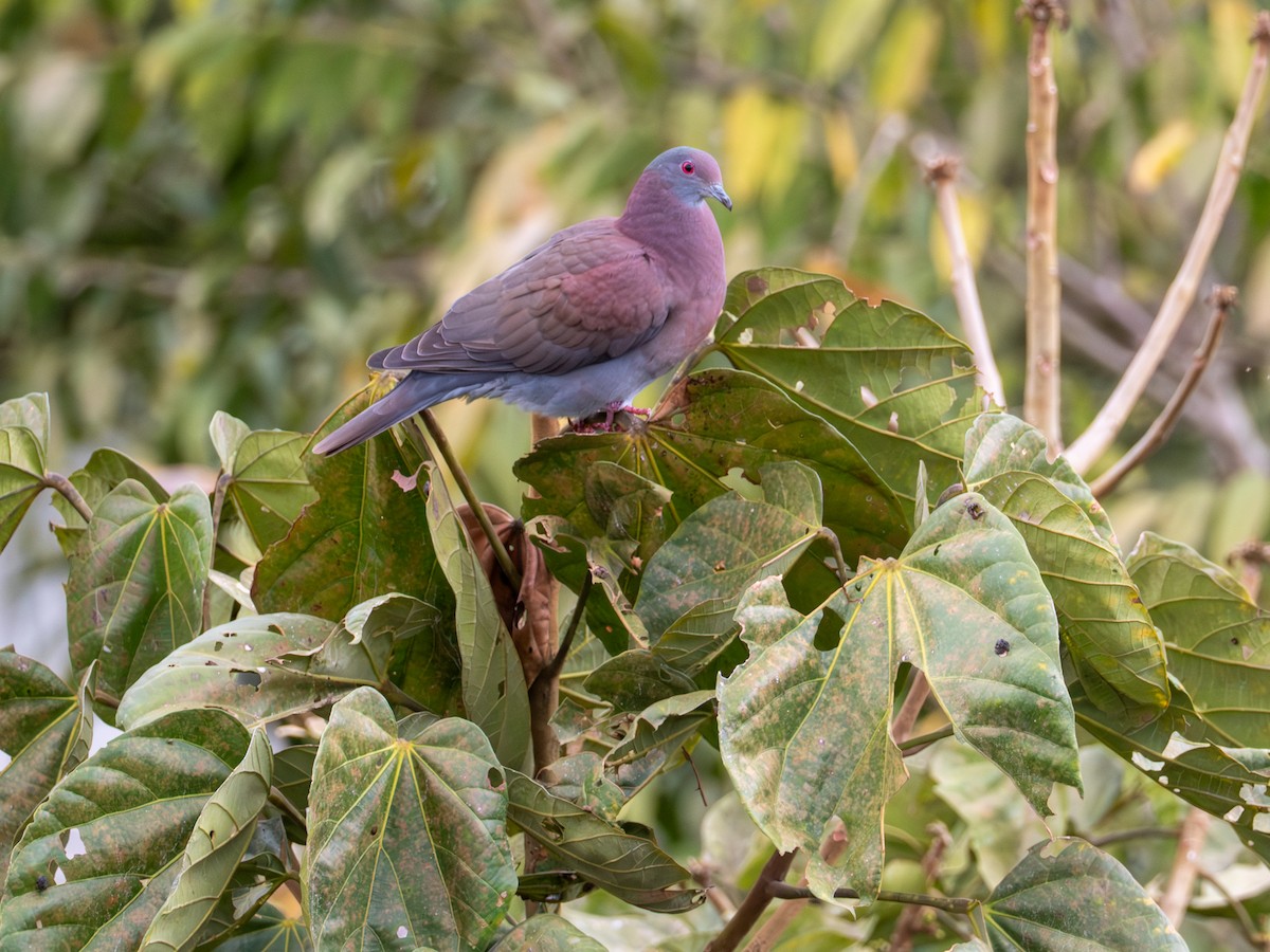 Pale-vented Pigeon - ML640842730