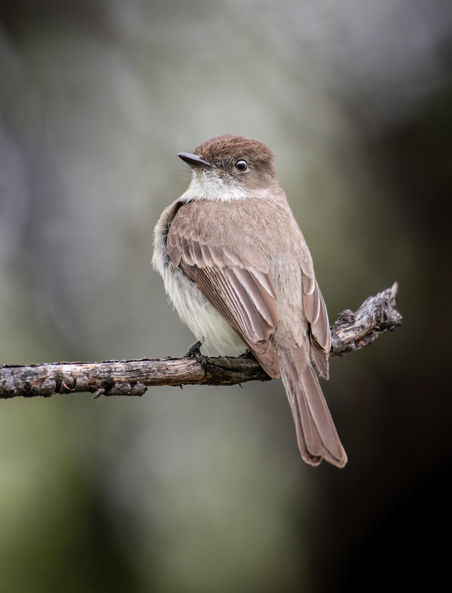 Eastern Phoebe - ML640842748