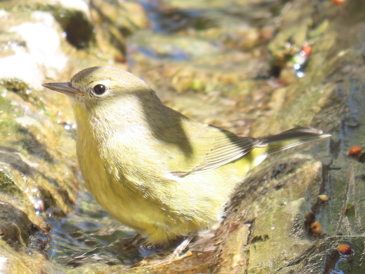 Orange-crowned Warbler - ML640842777