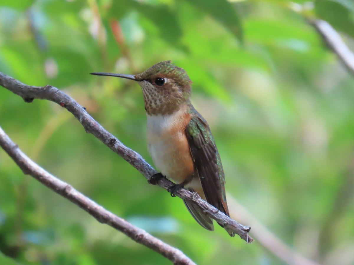 Rufous Hummingbird - ML640842831