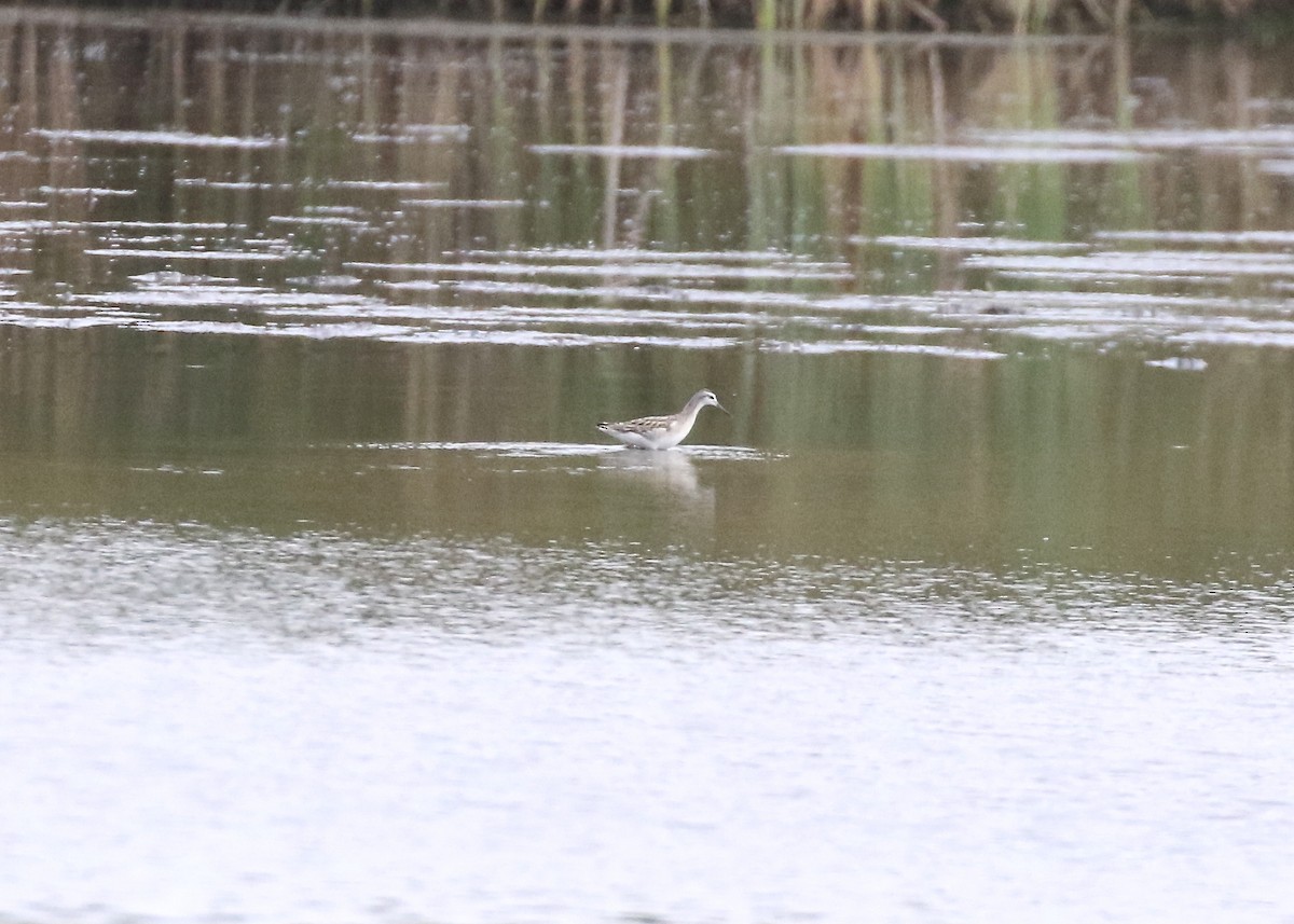 Wilson's Phalarope - ML640842864