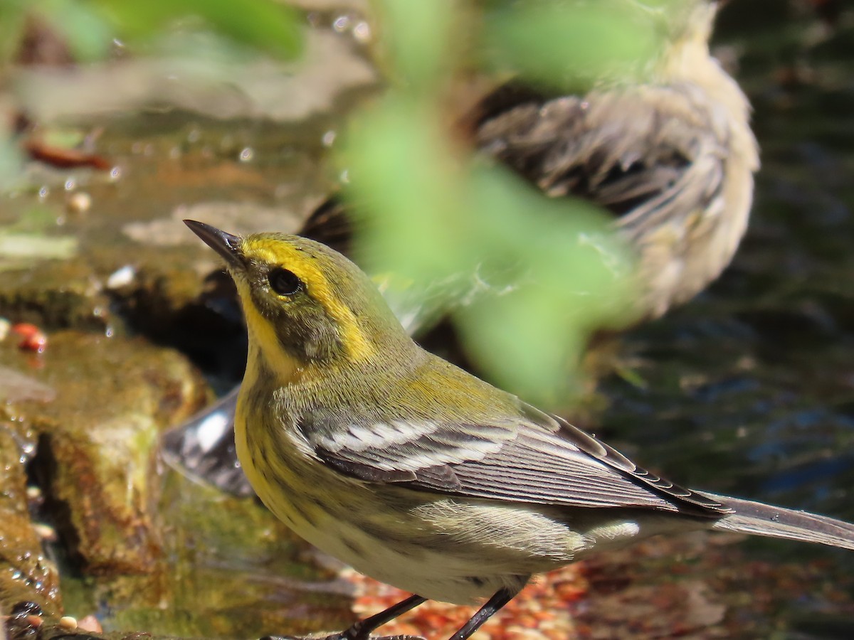 Townsend's Warbler - ML640842879