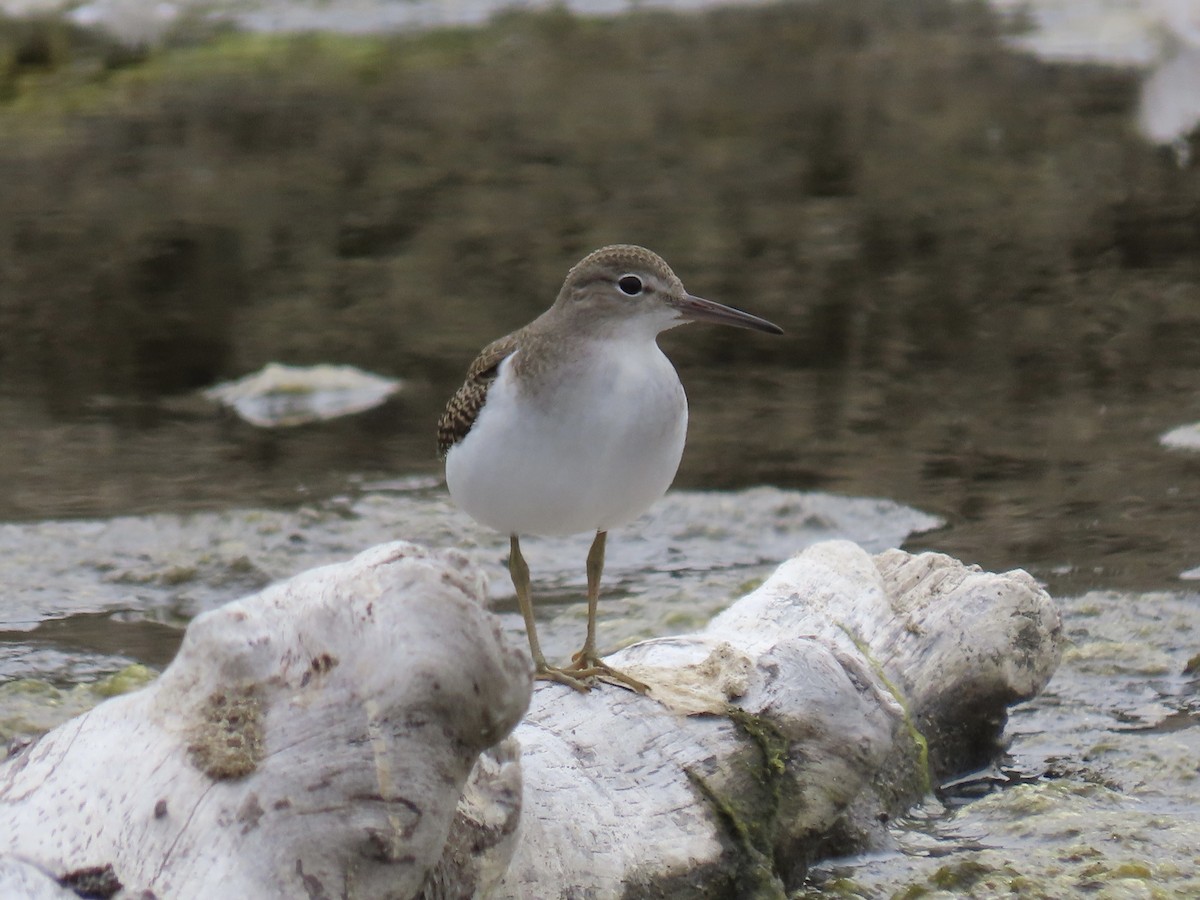 flekksnipe - ML640842900