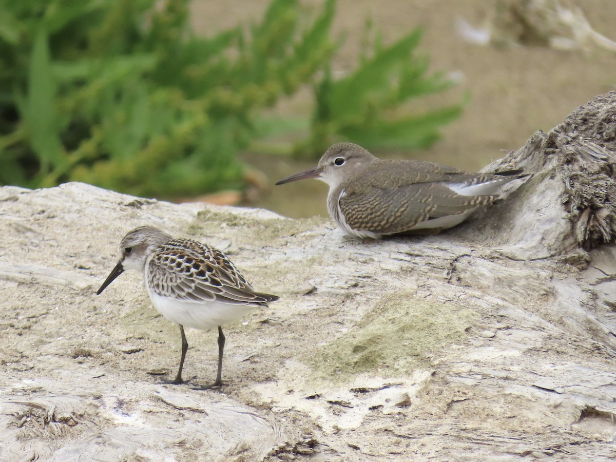 flekksnipe - ML640842901