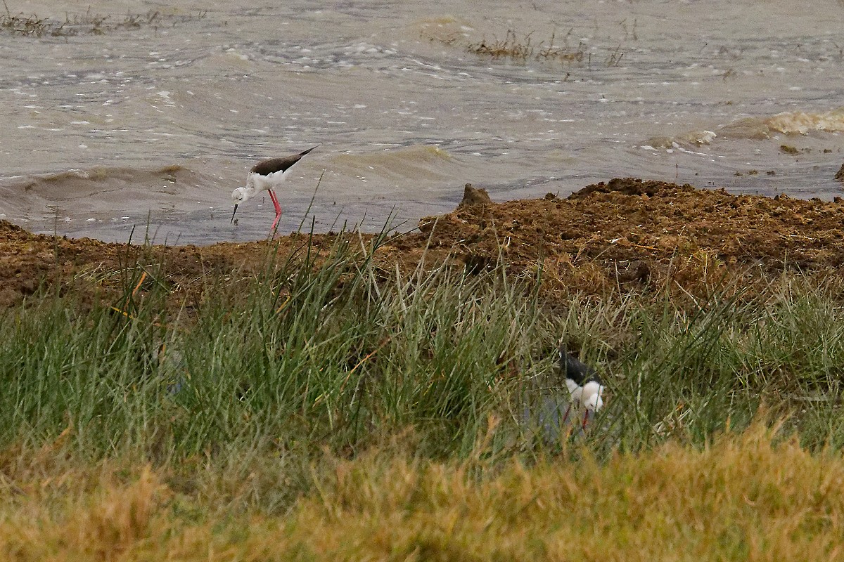 Black-winged Stilt - ML640842907