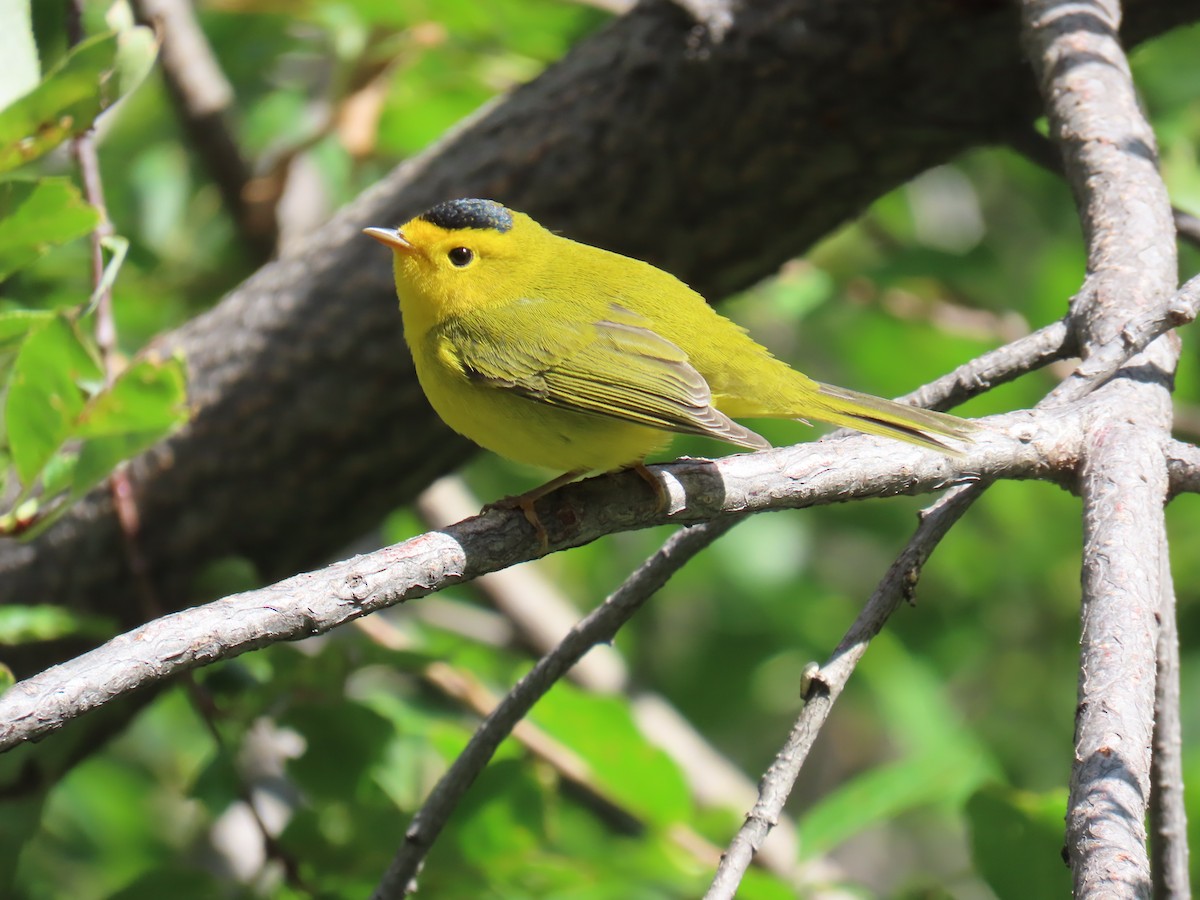 Wilson's Warbler - ML640842917