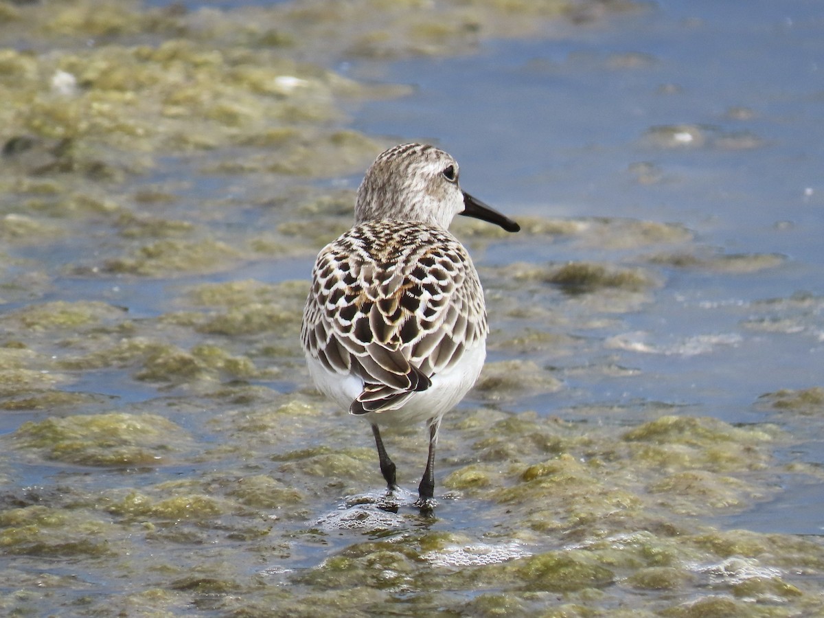 beringsnipe - ML640842933