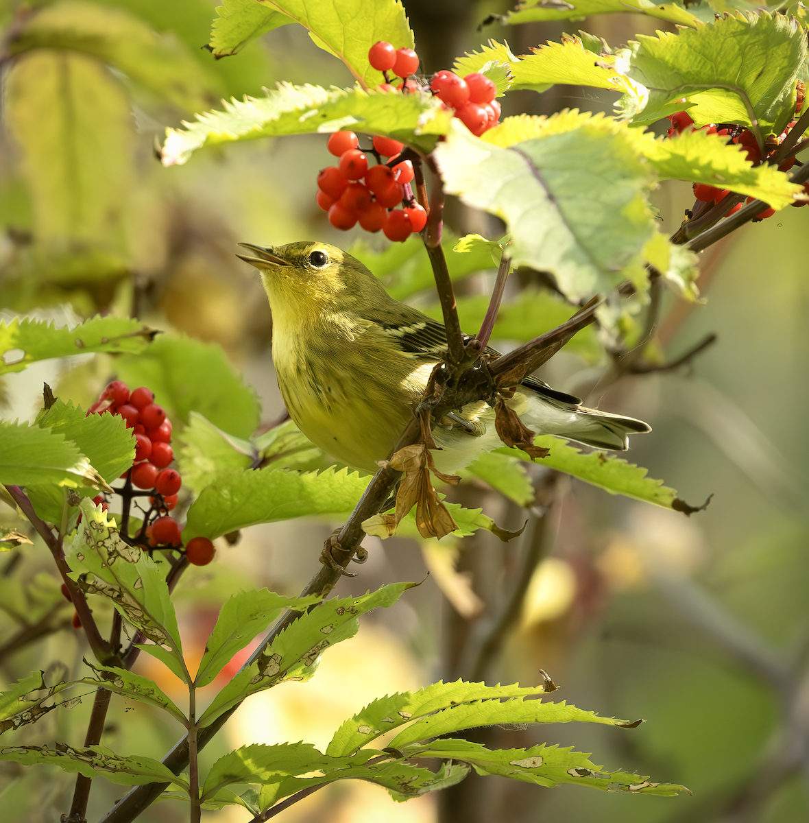 סבכון פסים - ML640842972