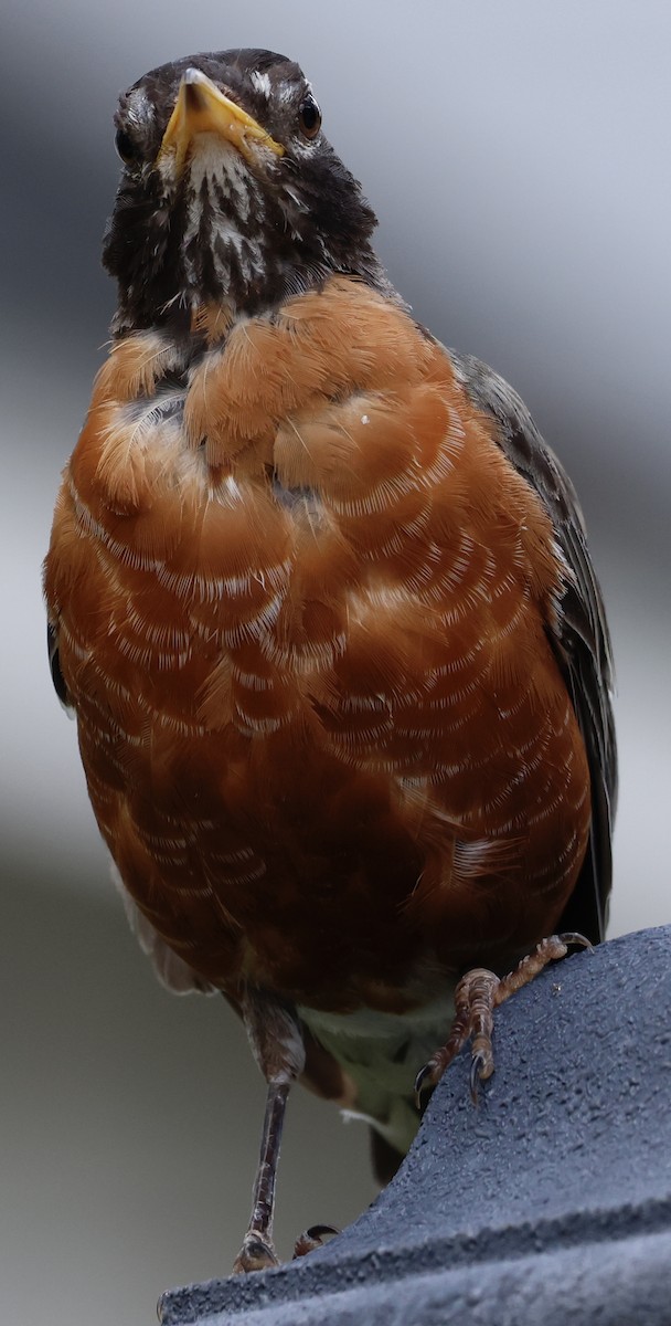American Robin - ML640842987