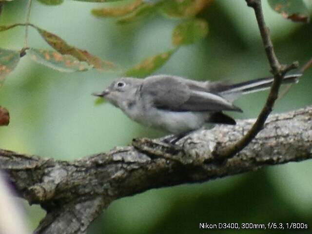 Blue-gray Gnatcatcher - Kathy Mcallister