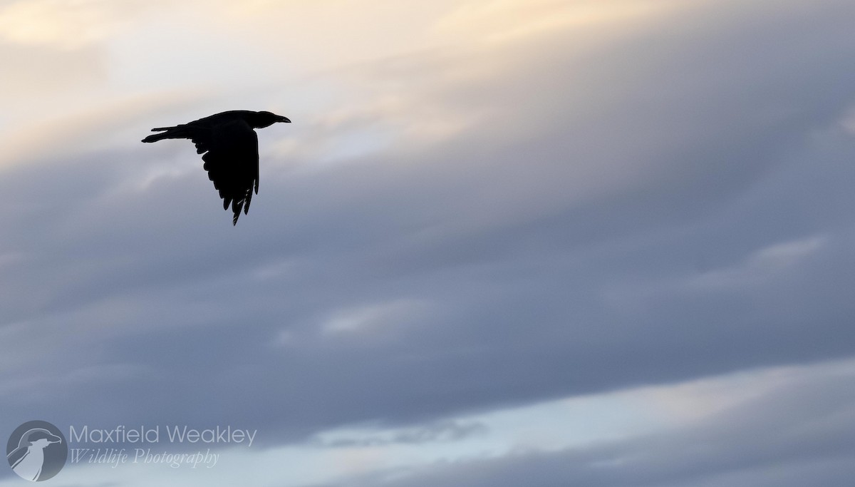 kaktusravn - ML640843012