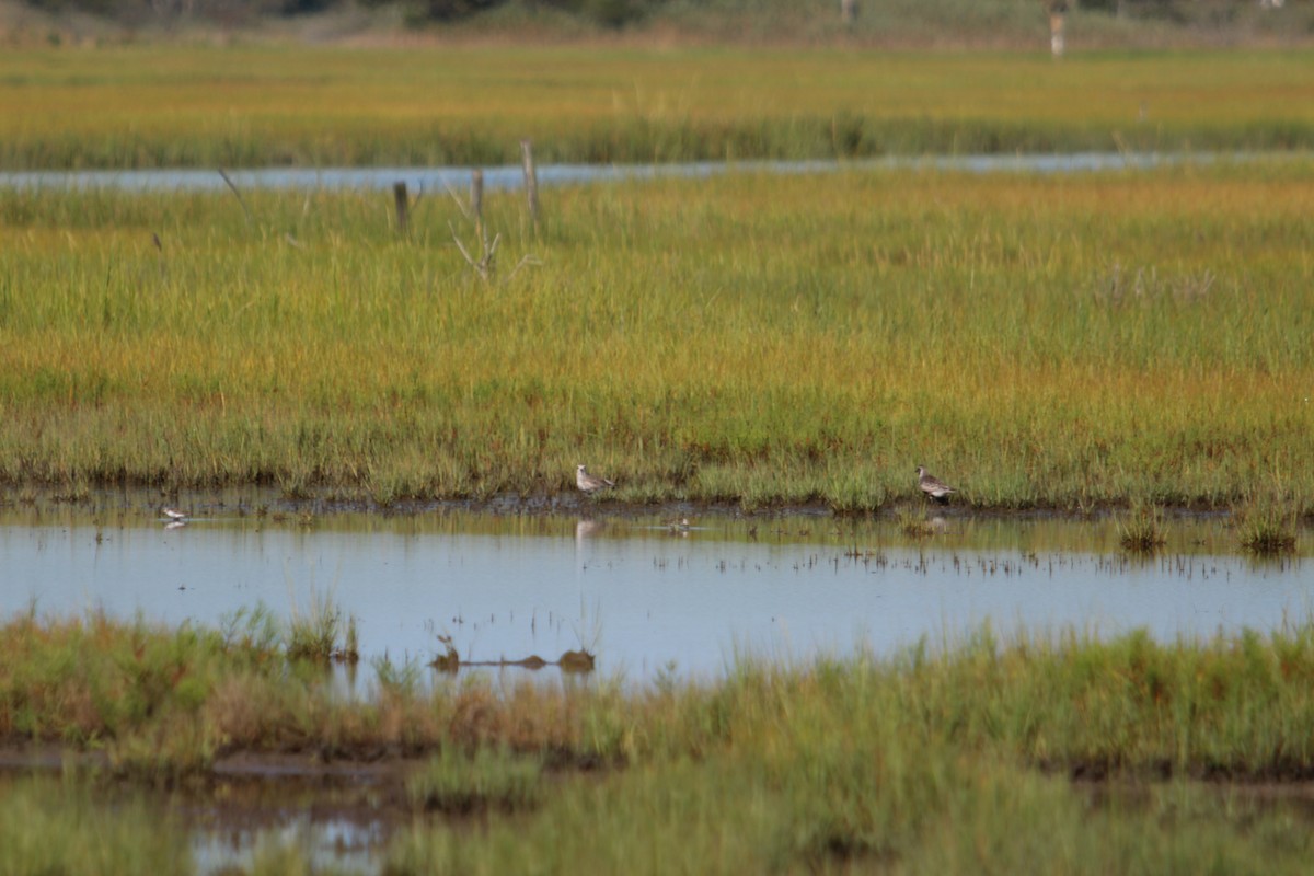 Black-bellied Plover - ML640843057