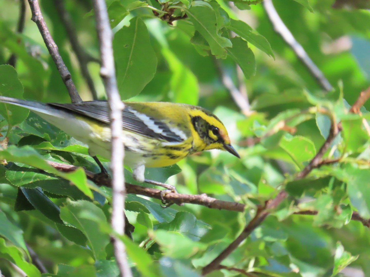 Townsend's Warbler - ML640843058