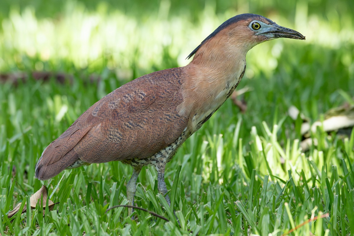 Malayan Night Heron - ML640843059
