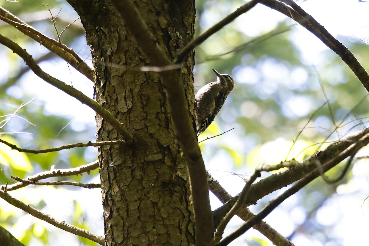 Yellow-bellied Sapsucker - ML640843078