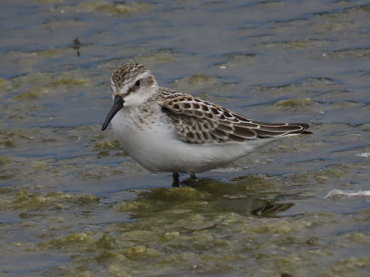 beringsnipe - ML640843081