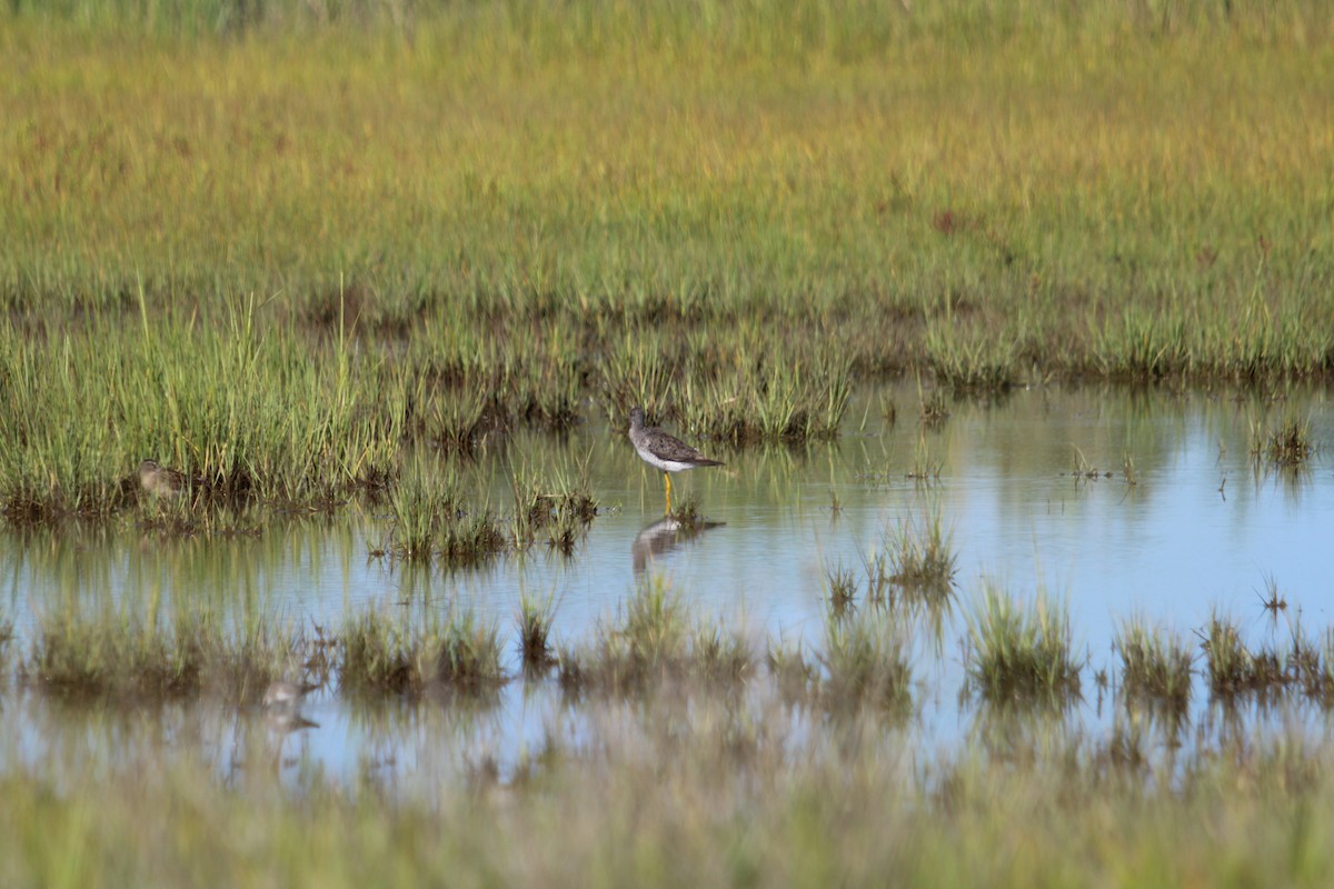 Greater Yellowlegs - ML640843097