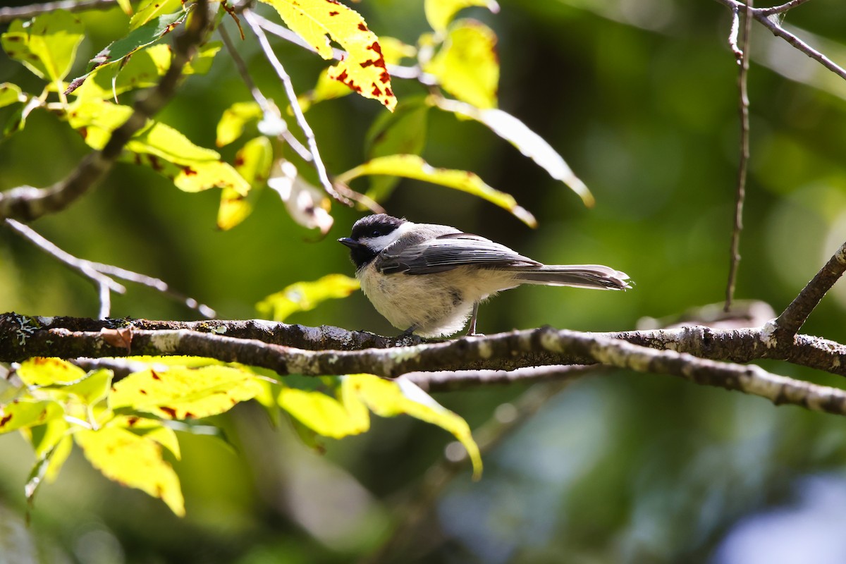 Black-capped Chickadee - ML640843098