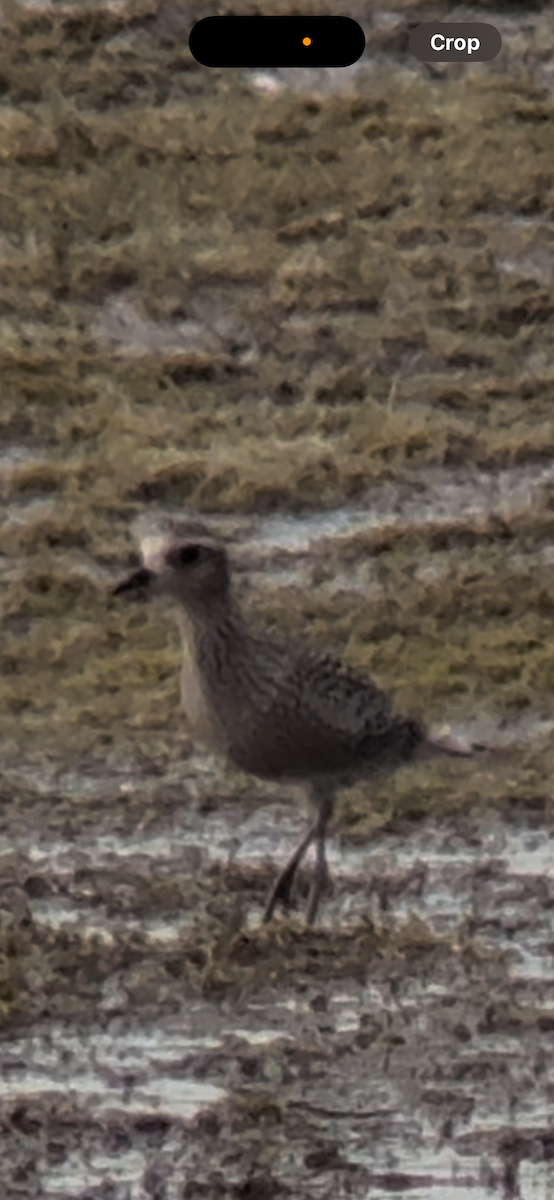 American Golden-Plover - ML640843099