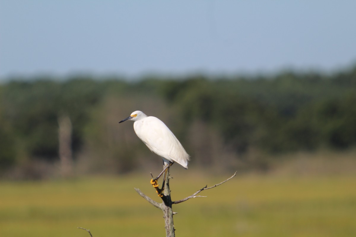 Snowy Egret - ML640843115