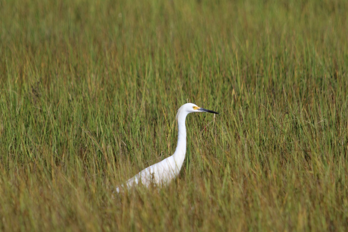 Snowy Egret - ML640843116