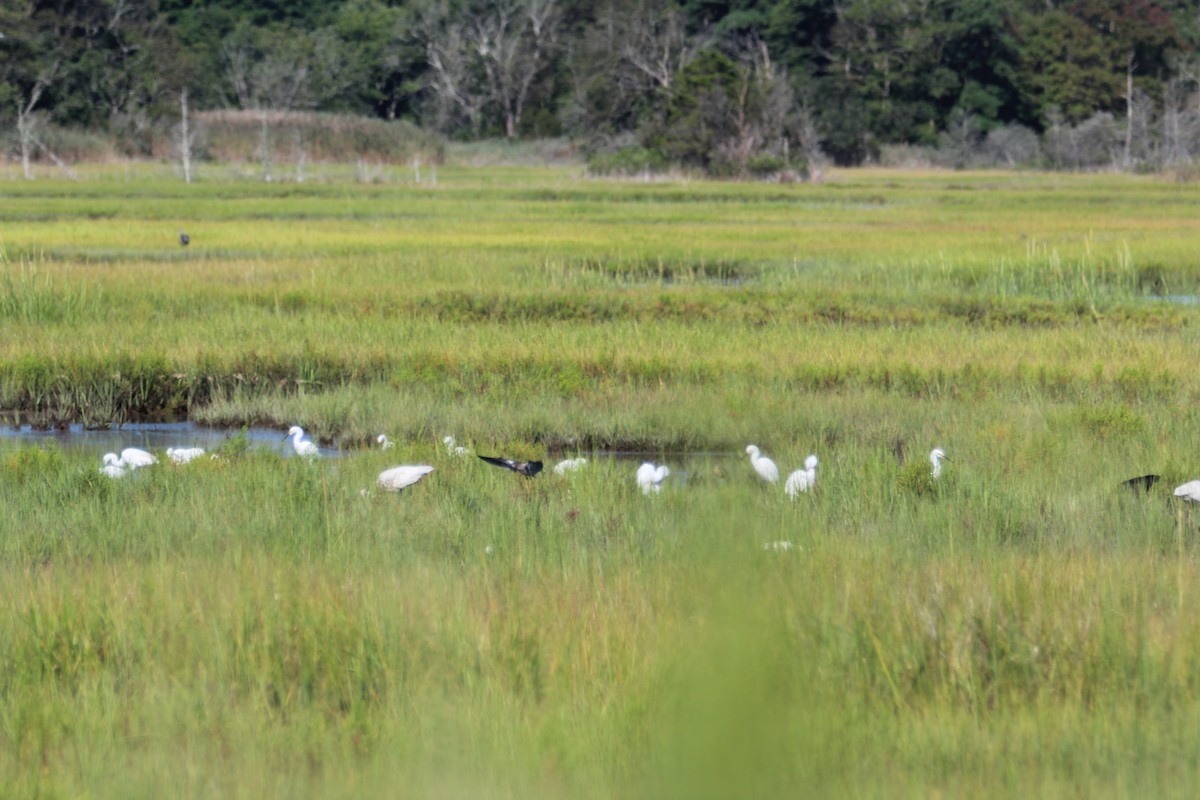 Snowy Egret - ML640843117