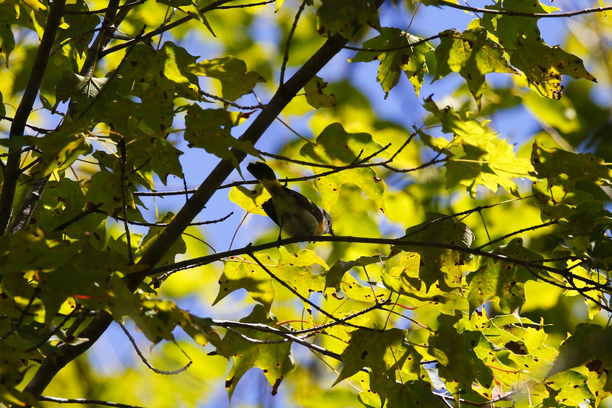 American Redstart - ML640843120