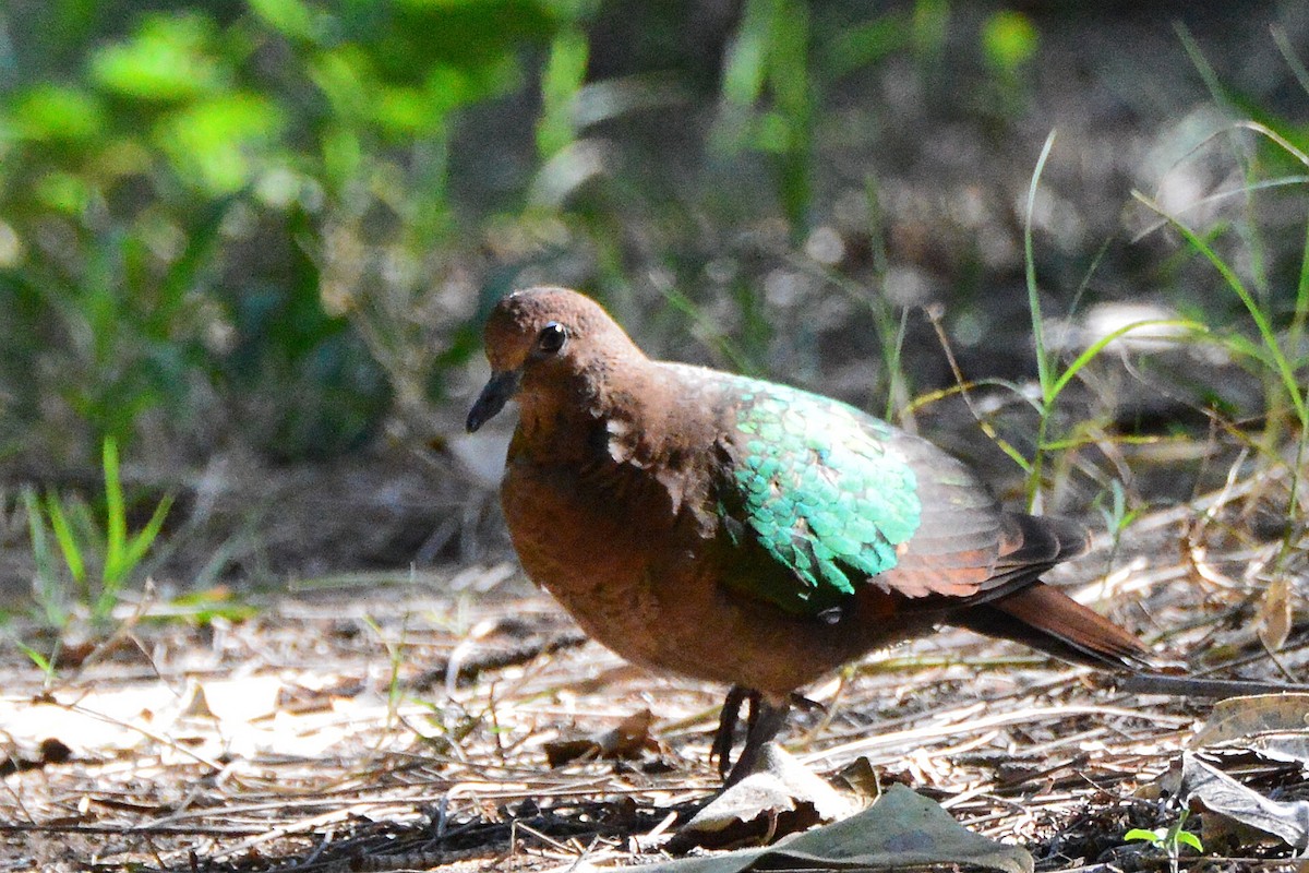 Pacific Emerald Dove - ML640843126