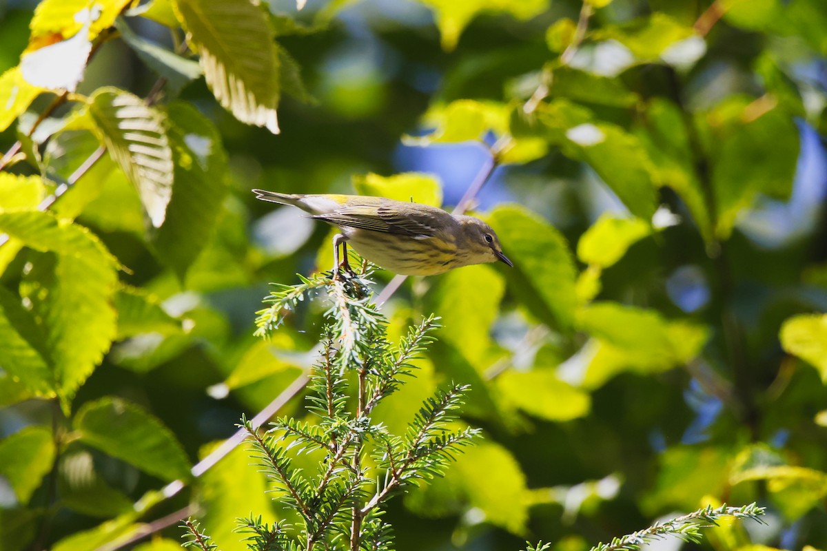 Cape May Warbler - ML640843133