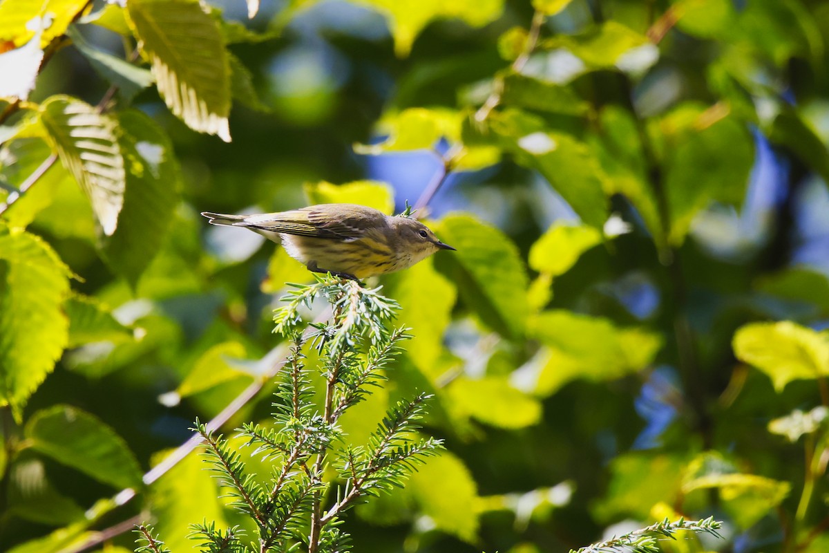 Cape May Warbler - ML640843134