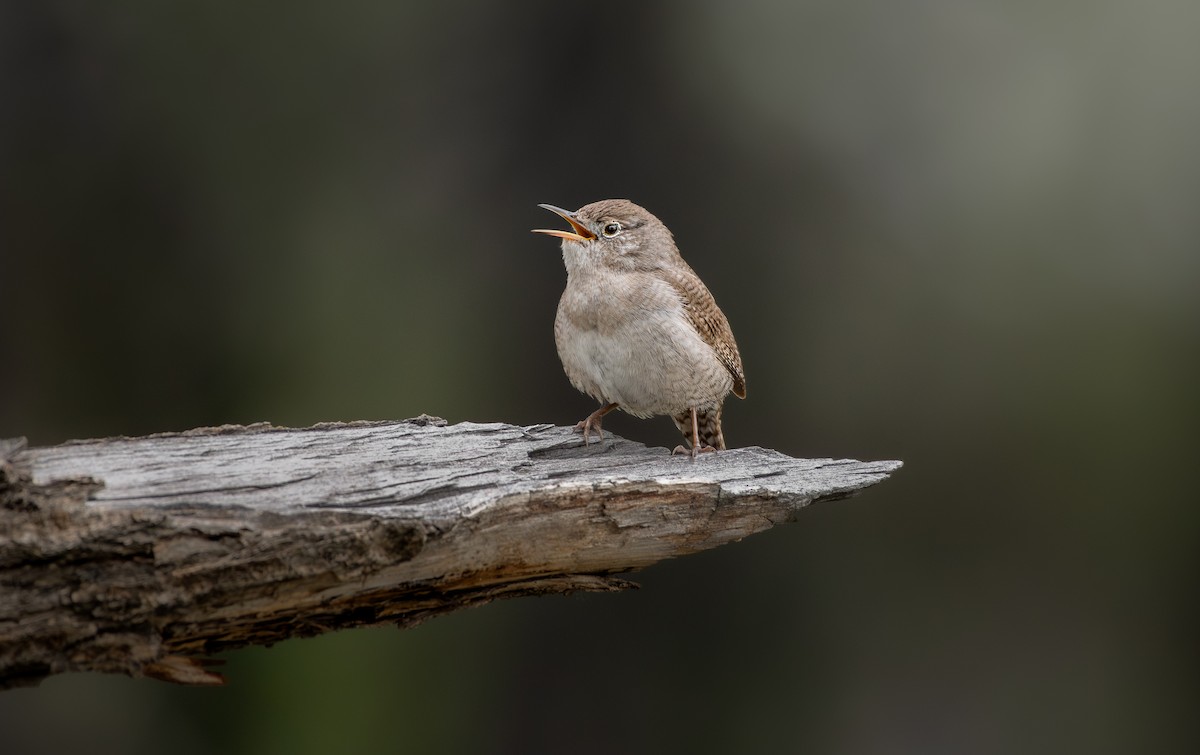 Northern House Wren - ML640843135